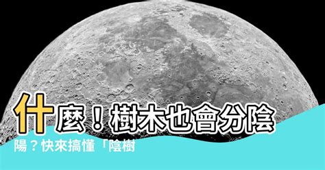 陰樹 陽樹|什麼！樹木也能分陰、陽？這到底是風水還是植物學啊？——《聆。